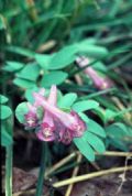 Corydalis intermedia